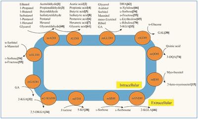 Editorial: Acetic acid bacteria